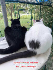 I nostri 2 gatti nel recinto