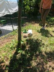 Pollo che indaga su peck toy