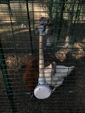 Polli in corsa con Omlet trespolo universale per polli