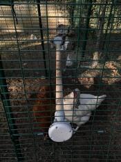 Polli in corsa con Omlet trespolo universale per polli
