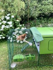 Galline felici che vagano in un giardino.