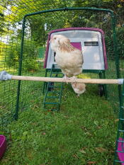 Pollo su Omlet trespolo pollo universale in Omlet viola Eglu Cube grande pollo coop eseguire