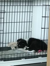 Un cane bianco e nero che dorme in una cassa