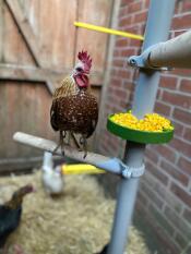 Un pollo in piedi su un trespolo di legno, da un albero fatto di trespoli