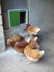 Omlet porta automatica per pollaio verde attaccata al pollaio e ai polli