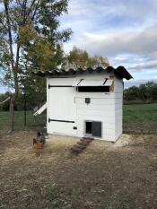 Due galline fuori da un pollaio bianco con un Autodoor sopra