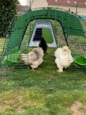Tre piccoli polli che vagano nel loro recinto