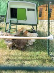 Chicken run Eglu Cube con 3 brahmas