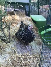 Le galline amano correre direttamente nel loro giardino con la nuova porta posteriore installata sotto la loro casa