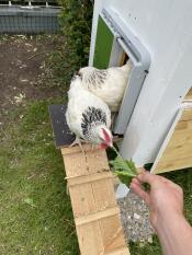 Galline che escono dal loro pollaio attraverso una porta automatica, attratte da un po' di lattuga consegnata loro