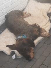 Un cane che apprezza dormire sulla sua coperta