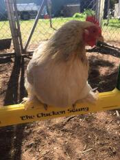 Un pollo seduto su un'altalena per polli