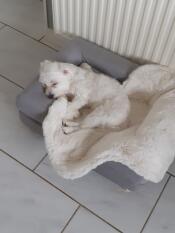 Un cagnolino bianco in un piccolo letto grigio con topper in pelle di pecora