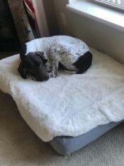 Un cane che dorme sul suo letto grigio e la sua copertura di pelle di pecora