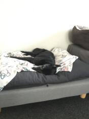 Finalmente un ottimo letto per cani. la mia phoebe lo adora