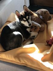 Un cucciolo sul suo letto grigio con topper beanbag giallo