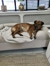 Un cane marrone che si Gode lo spazio del suo grande letto beige