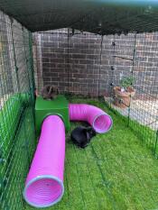 I nostri conigli vivono il rifugio e i tunnel di gioco. sia all'interno che in cima!