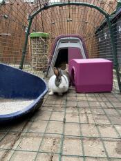 Un coniglio in una corsa con una conigliera viola Go attaccata e un riparo