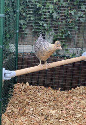 Una piccola gallina Discoche si aggira sul trespolo del suo recinto