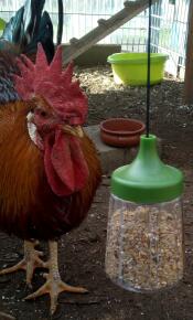 Pollo beccare Omlet beccare giocattolo