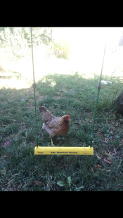 Un pollo in piedi dietro un'altalena per polli