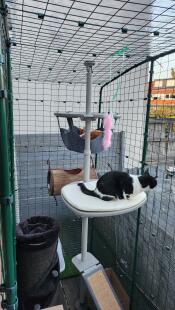 I nostri due gatti nella corsa sul balcone