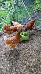 4 galline felici, tutte in grado di nutrirsi senza battibecchi - esme aggie mags e gythia 