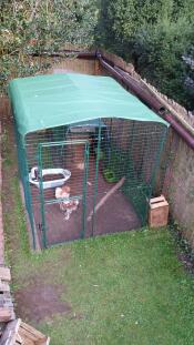 Tetto sopra le galline salmonate