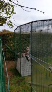 I gatti si Godono l'aria aperta con qualsiasi tempo grazie ai teloni Omlet