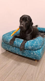 Adoro la stampa del cane doodle!