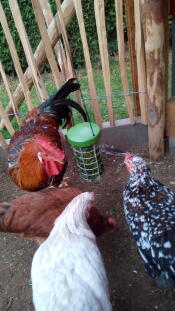 Polli riuniti intorno a un porta dolcetti Caddi 