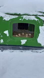 Un verde Eglu Cube nel Snow con le uova deposte all'interno sulla paglia