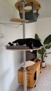 Un gatto che si riposa sulla piattaforma del suo albero per gatti da interno