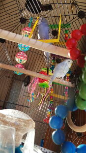Uccelli che si Godono la gabbia per uccelli Omlet Geo .