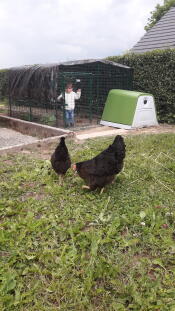 Due galline che esplorano il giardino.