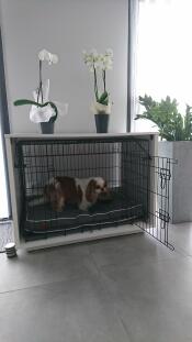 Una nicchia di letto per cani Fido con Nook in una casa con orchidee in cima e un piccolo cane marrone e bianco all'interno