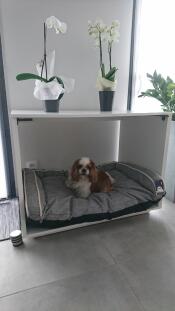 Un piccolo cane marrone e bianco in una grande cuccia con un letto grigio e orchidee in cima