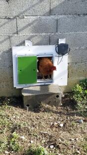 Omlet porta automatica del pollaio verde attaccata al pollaio con il pollo nella porta