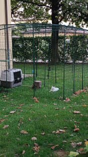 Il mio Catio
