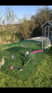 Una lunga corsa di conigli in un giardino