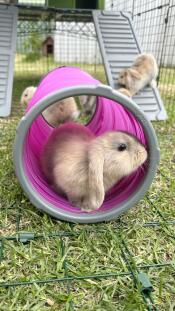 I coniglietti amano giocare nella loro pista Zippi! 
