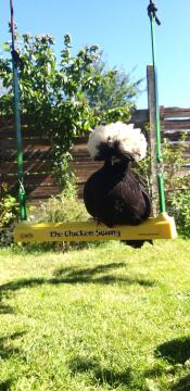 Un pollo bianco e nero su un'altalena per polli