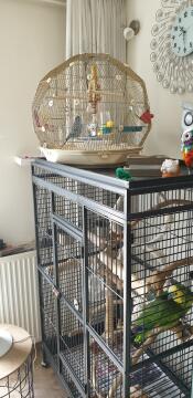 Geo gabbia per pappagallini sopra una grande gabbia per uccelli