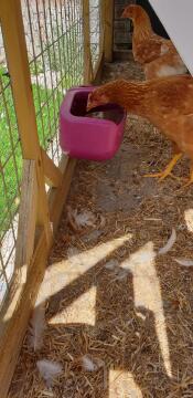 Grande dimensione, contiene così tanta acqua per le mie galline