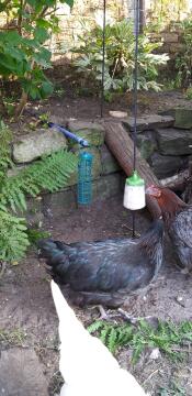 Olive che beccano e edith che mangia il bottino!