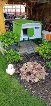 Un pollaio verde Eglu Cube con un pollo bianco fuori