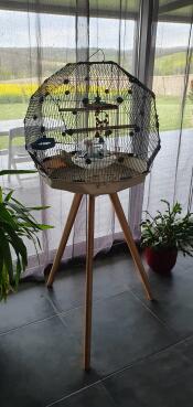 Una gabbia per pappagallini Geo uccello su un supporto alto con molti accessori all'interno in una casa