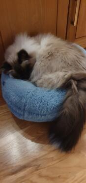 Casper si riposa sulla sua ciambella.