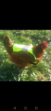 Un pollo che indossa una giacca gialla hi-vis